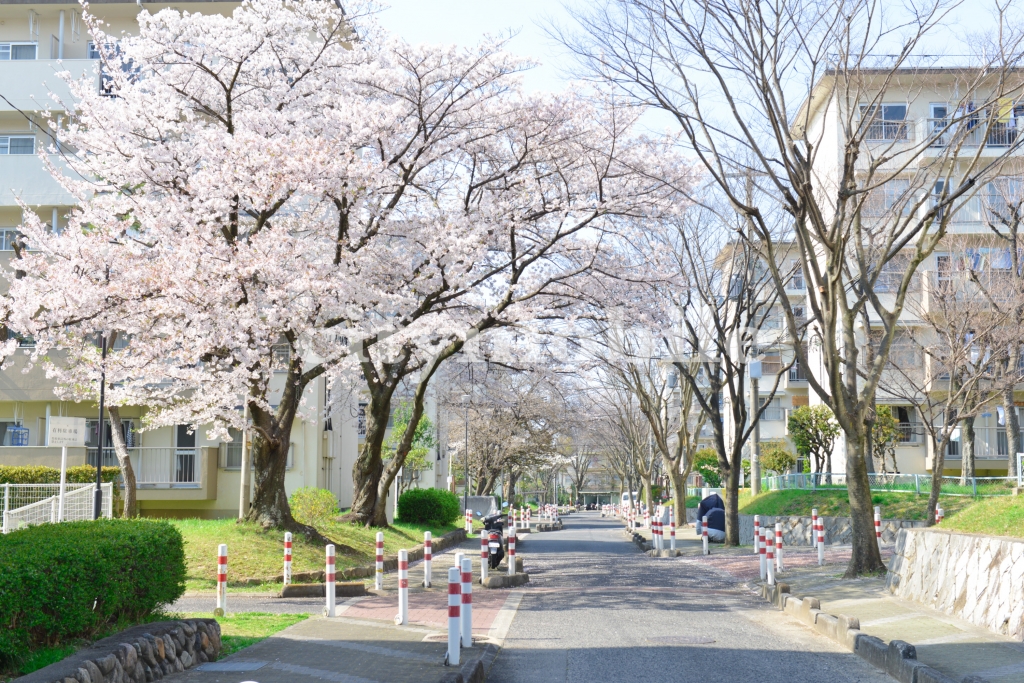 金剛団地>春の風景