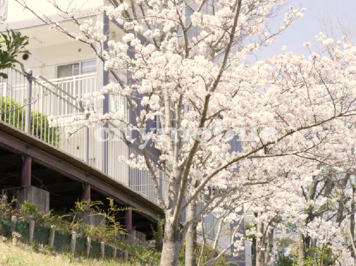 コンフォールかぶと台>敷地には桜が綺麗に咲きます